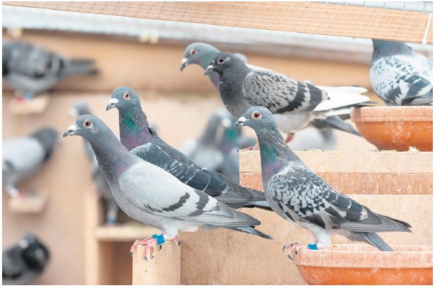 Duif vliegt na jaren nog naar huis