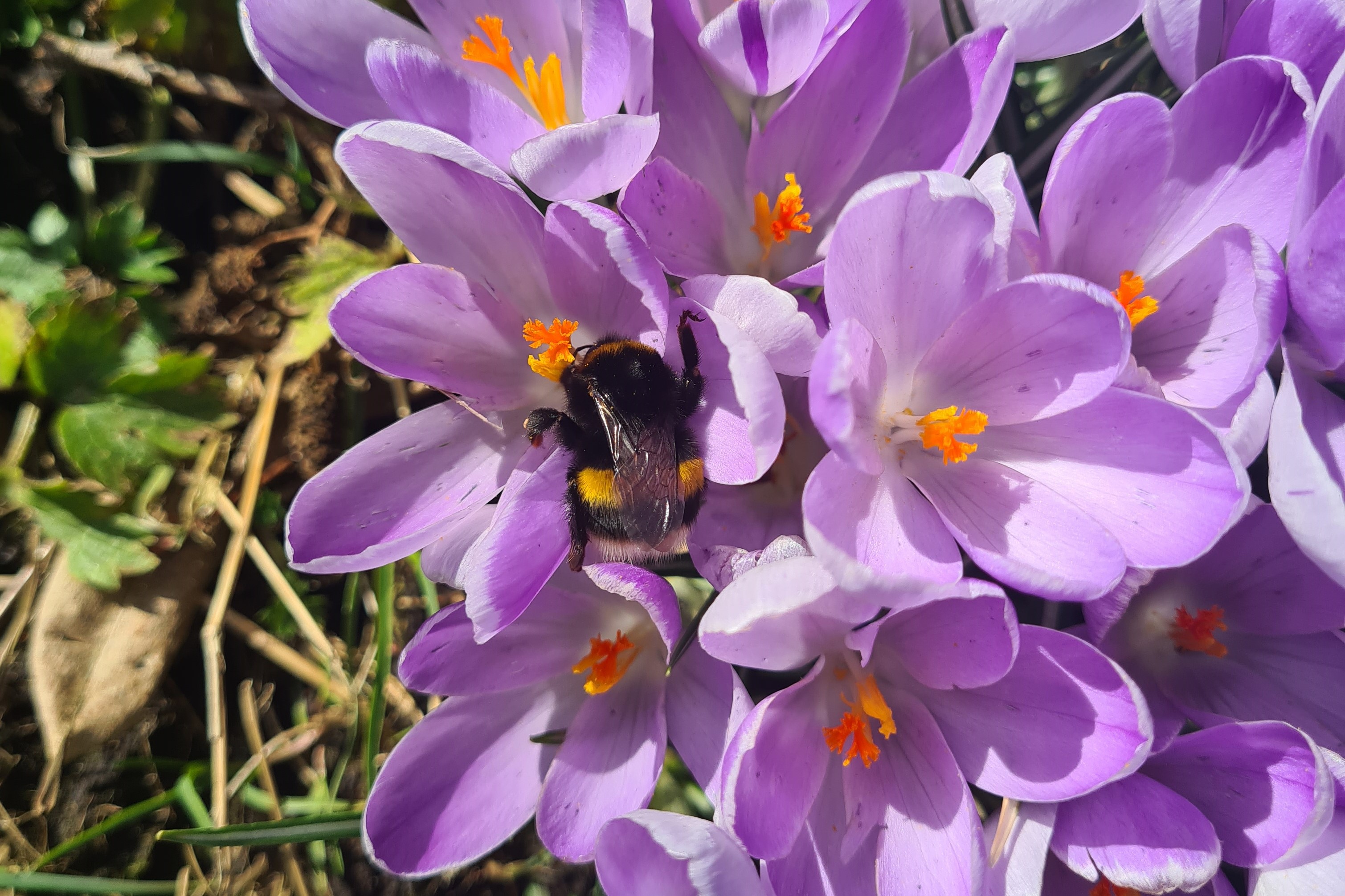 Fotothema van de maand: Lente in je bol! Fotothema van de maand: Lente in je bol!