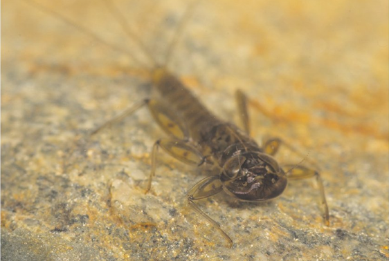 Landbouwgif fipronil giftiger dan gedacht