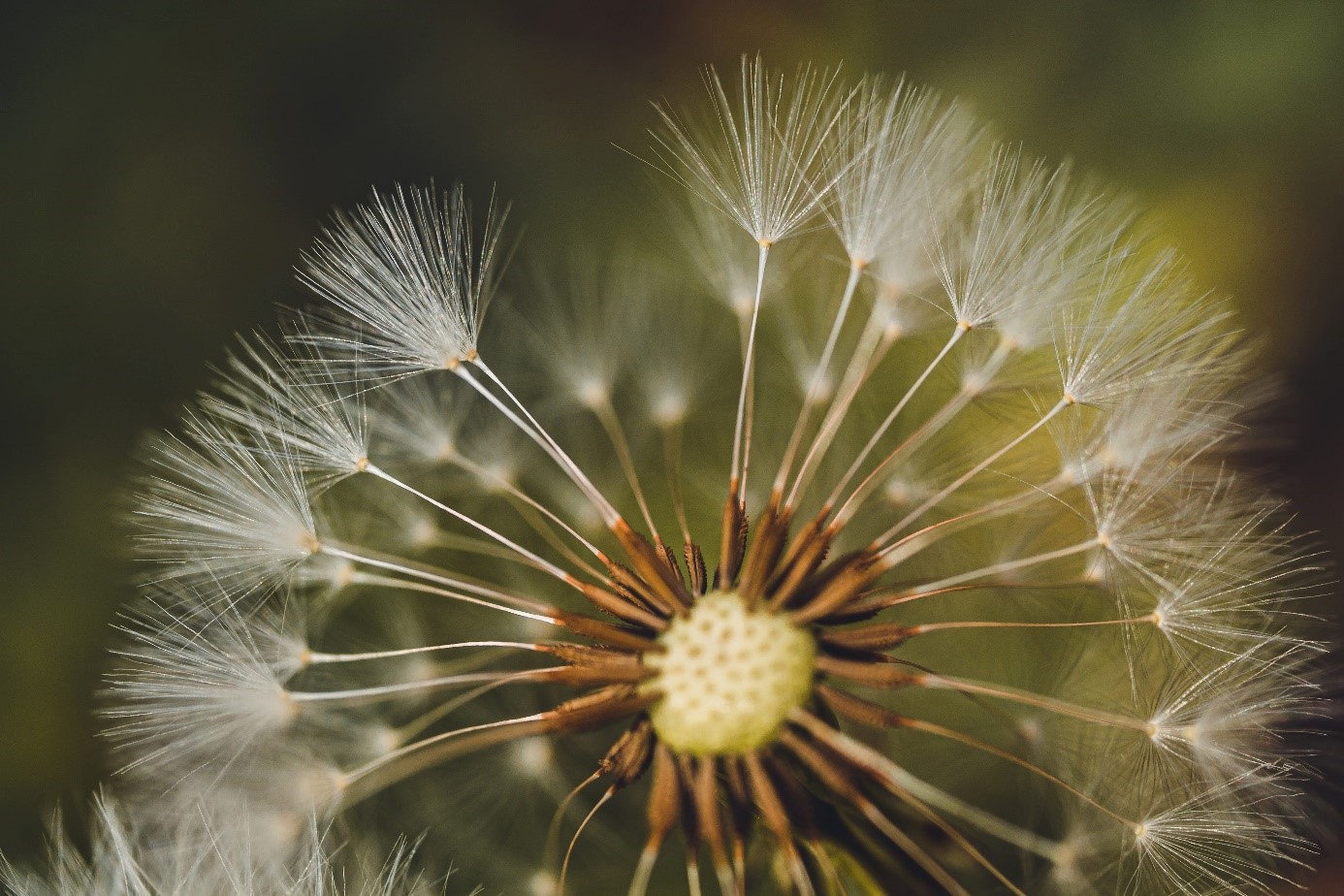 Paardenbloemen veroorzaken hooikoorts: feit of fabel?