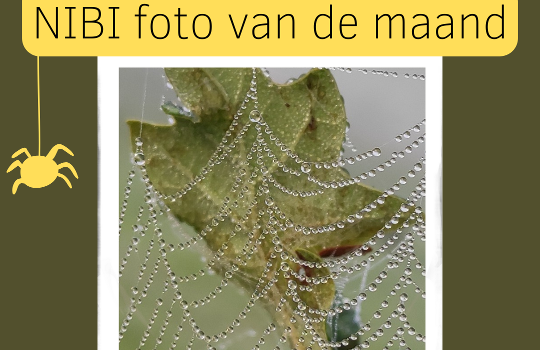 Foto van de maand: spinnen Foto van de maand: spinnen